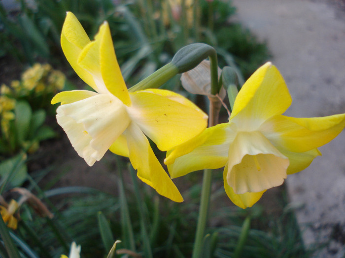Daffodil Pipit (2011, April 26)