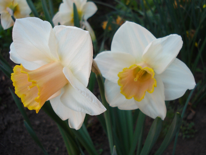 Narcissus Salome (2011, April 26)