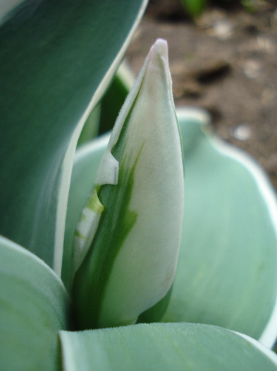 Tulipa Esperanto (2011, April 19)