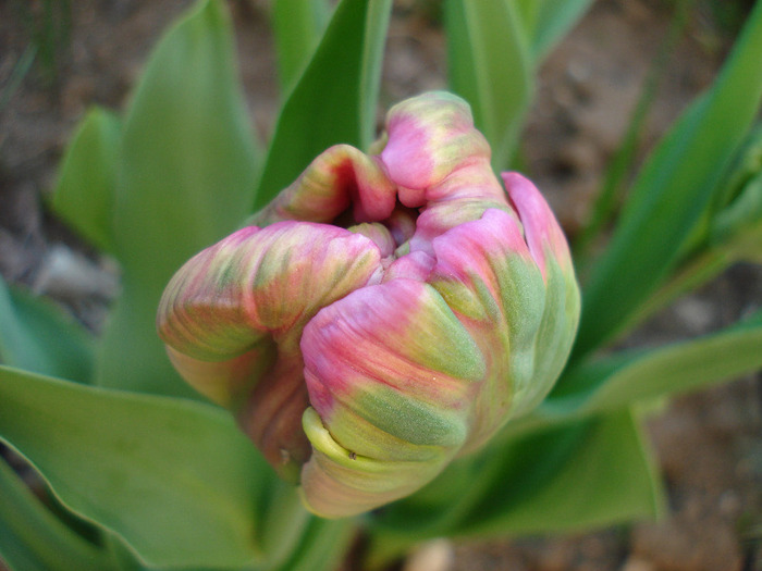 Tulipa Air (2011, April 17) - Tulipa Air Parrot