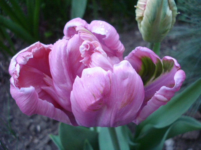 Tulipa Air (2011, April 23)