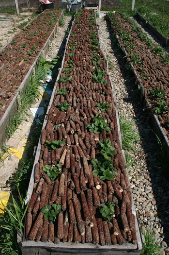 25 aprilie 2011 - zzz Cultivati capsuni asa