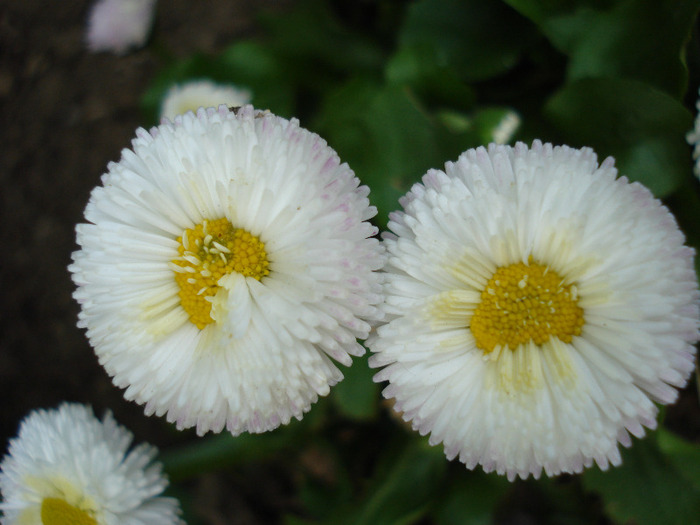 Bellis perennis (2011, April 27)