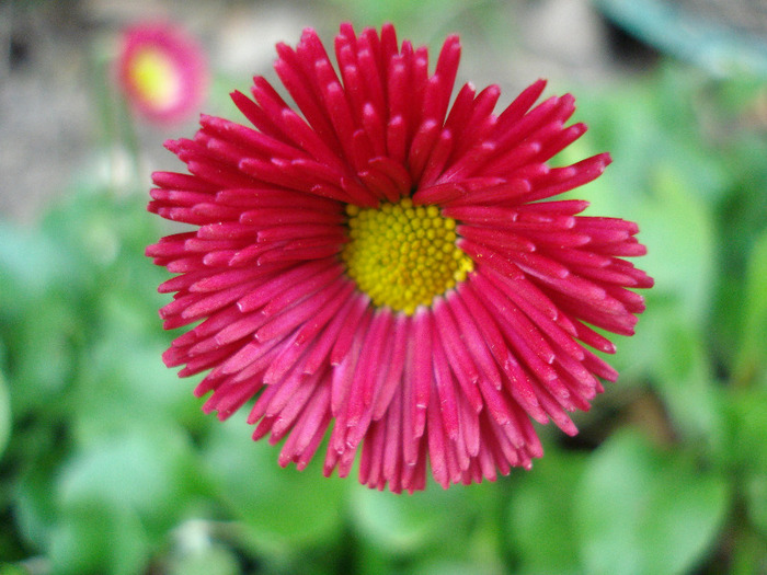 Bellis perennis (2011, April 27)