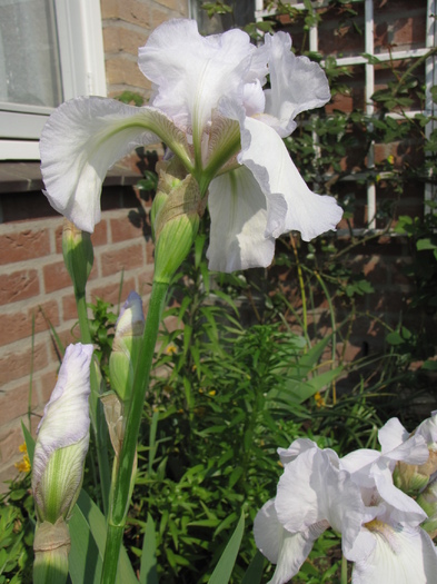 Iris Germanica 24 apr 2011 (1)