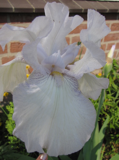 Iris Germanica 24 apr 2011 (2) - irisi