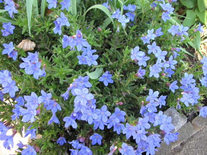 Lithodora Diffusa H. Blue 24 apr 2011