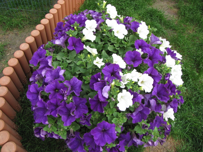 Petunia 26 apr 2011 (2)