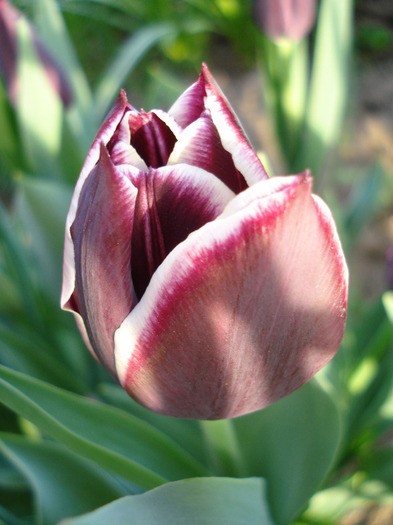 Tulipa Jackpot (2011, April 27)