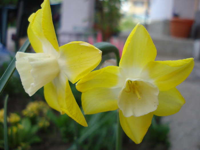 Narcissus Pipit (2011, April 27)