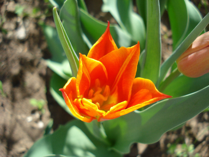 Tulipa Synaeda Orange (2011, April 21)
