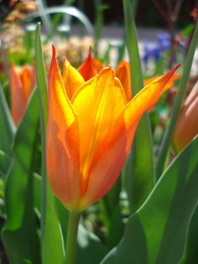 Tulipa Synaeda Orange (2011, April 21)