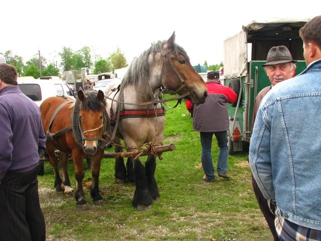 pajeczno_2010 (11)