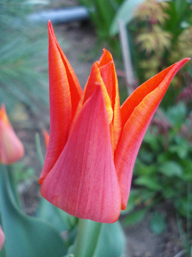 Tulipa Synaeda Orange (2011, April 22) - Tulipa Synaeda Orange