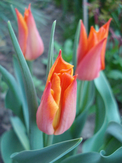 Tulipa Synaeda Orange (2011, April 22)