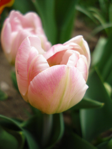 Tulipa Upstar (2011, April 26)