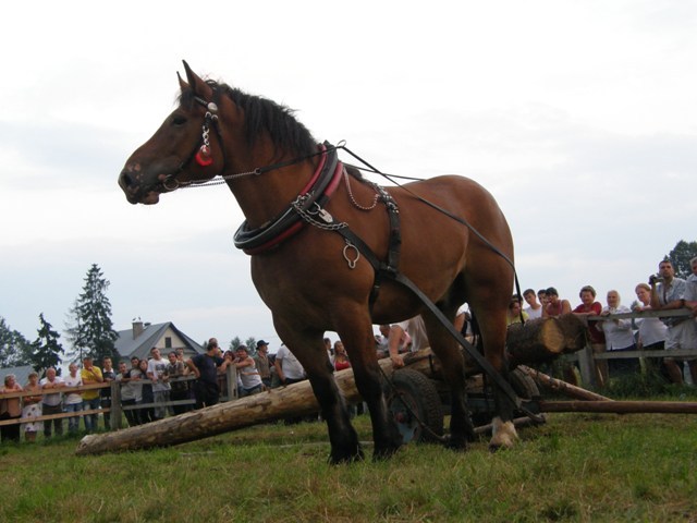 lopuszna_2010 (7)