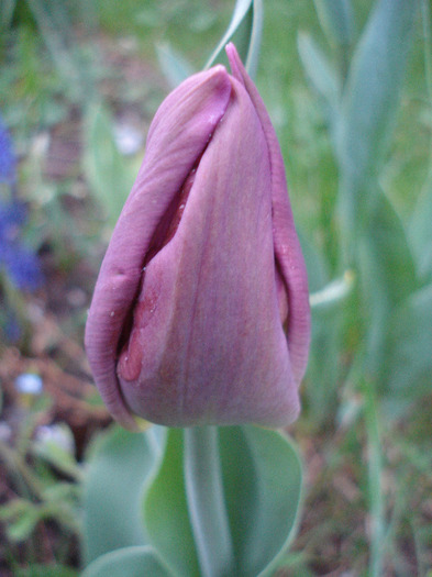 Tulipa triumph Violet Purple, 19apr11