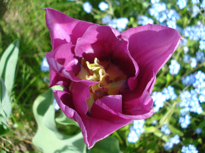 Tulipa Violet Purple, 25apr2011