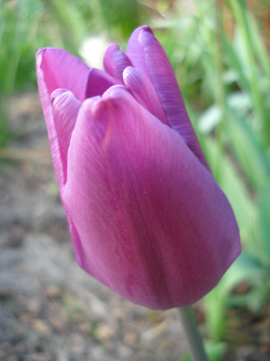Tulipa Violet Purple (2011, April 25)