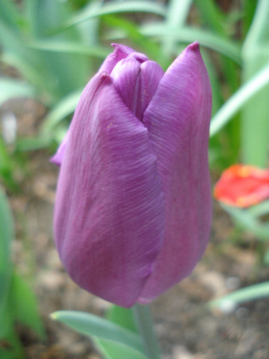 Tulipa Violet Purple (2011, April 27) - Tulipa Violet Purple