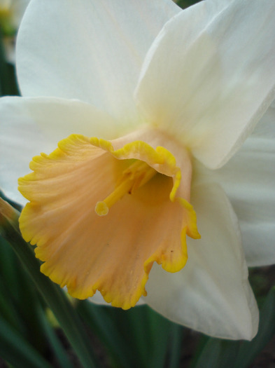Narcissus Salome (2011, April 27)
