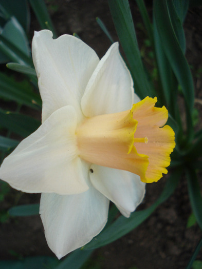 Daffodil Salome (2011, April 27) - Narcissus Salome