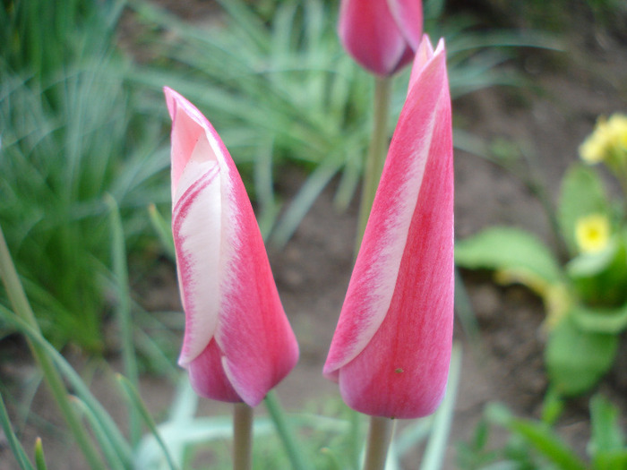 Tulipa Peppermint Stick (2011, April 27) - Tulipa Peppermint Stick