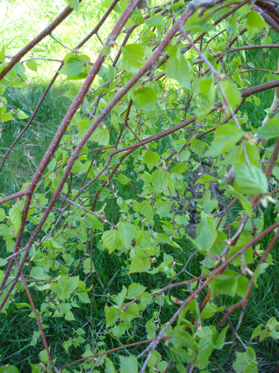 Betula pendula Youngii (2011, Apr.21)