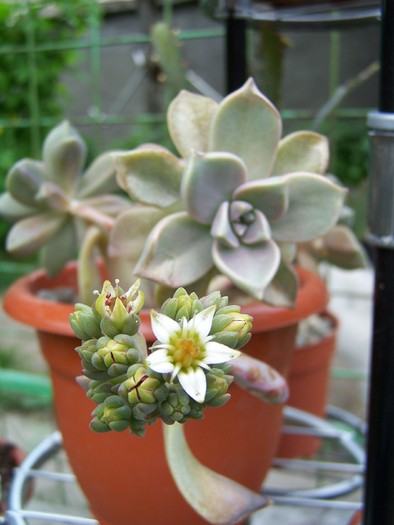 Graptopetalum paraguayensis - Cactusi si suculente 2011