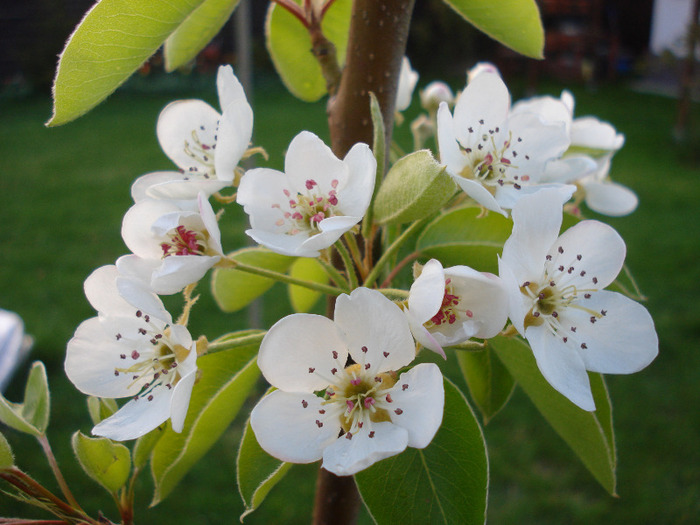 Pear Tree Blossom (2011, April 23) - Pear Tree_Par Napoca
