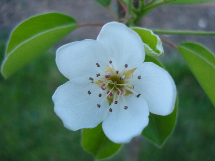 Pear Tree Blossom (2011, April 24)