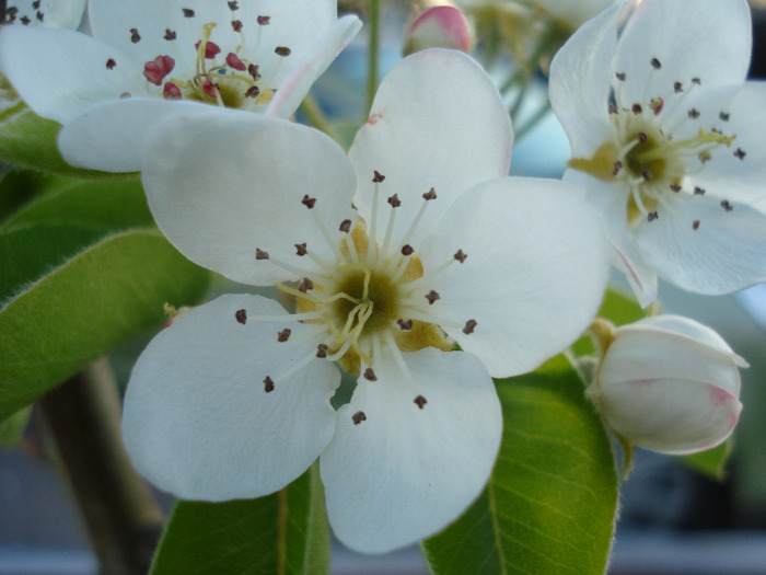 Pear Tree Blossom (2011, April 24) - Pear Tree_Par Napoca