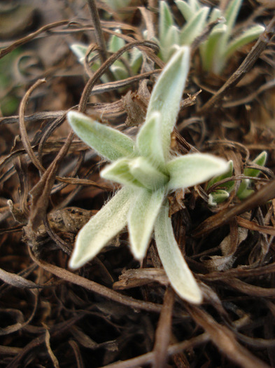 Leontopodium alpinum (2011, March 22)
