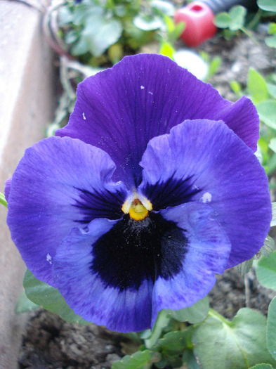 Swiss Giant Blue Pansy (2011, April 25)