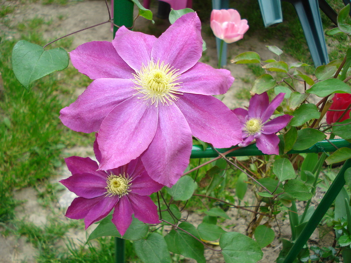 DSC03448 - Clematis 2011