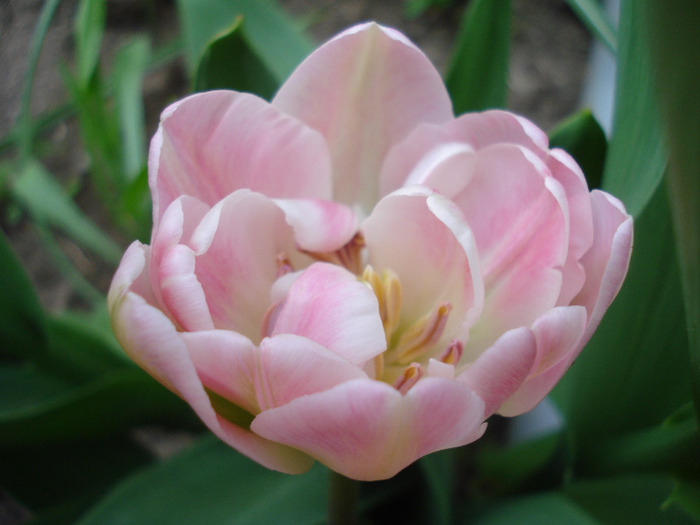 Tulipa Upstar (2011, April 29) - Tulipa Upstar
