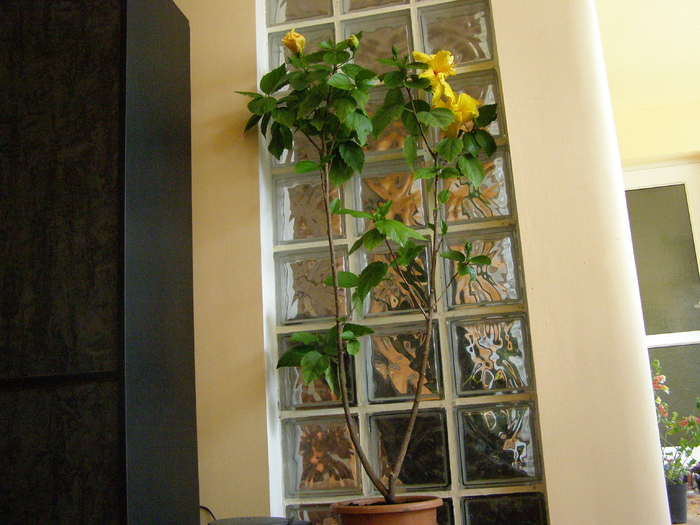 Hibiscus - Flori interior 2011