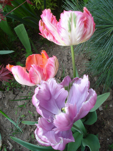 Tulips Parrot (2011, April 29) - 04 Garden in April