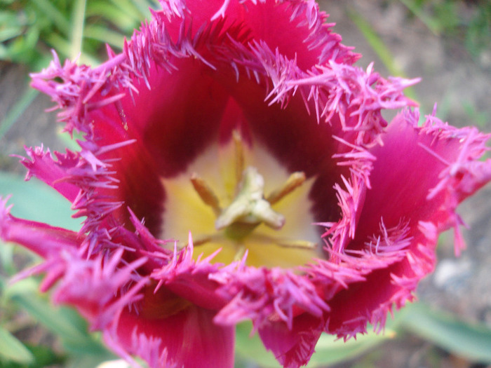 Tulipa Barbados (2011, April 29) - Tulipa Barbados