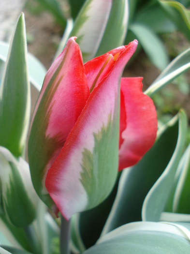 Tulipa Esperanto (2011, April 29)