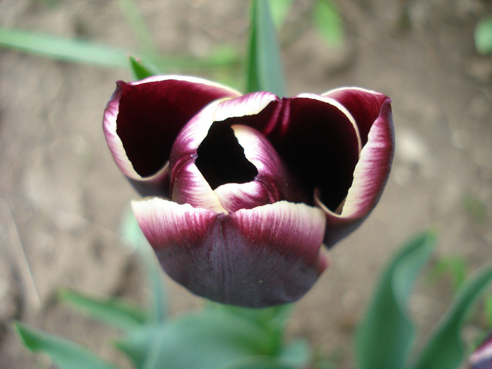Tulipa Jackpot (2011, April 28)