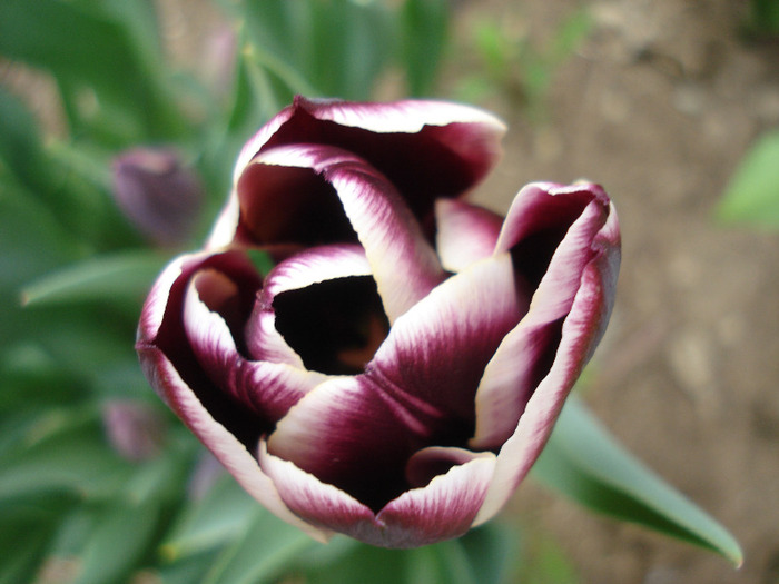 Tulipa Jackpot (2011, April 28)