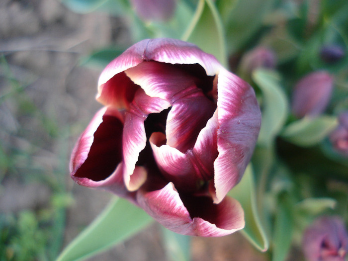 Tulipa Jackpot (2011, April 29)