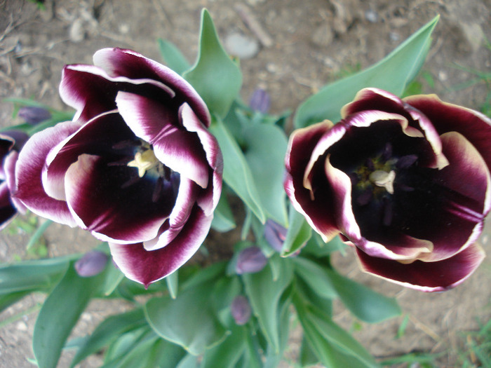 Tulipa Jackpot (2011, April 29)