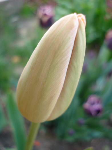 Tulipa Menton (2011, April 29)