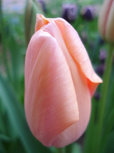 Tulipa Menton (2011, May 01)