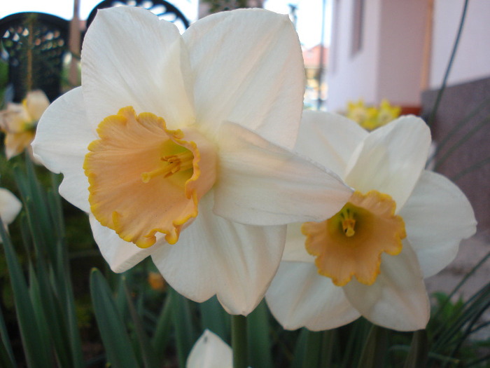Daffodil Salome (2011, April 29) - Narcissus Salome