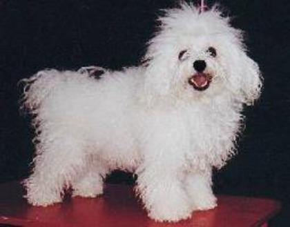 bichon Bolognese (1)