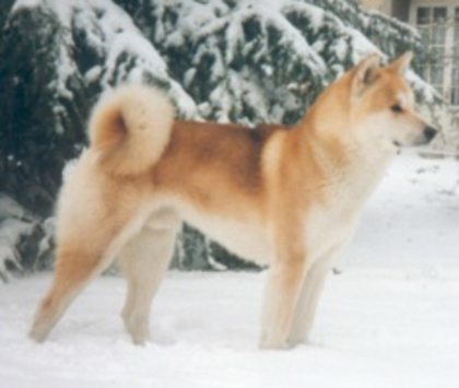 Akita Inu